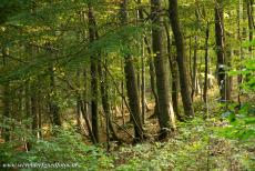 Voorhistorische beukenbossen van Europa - Een deel van de oerbeukenbossen van Duitsland liggen in Nationaal Park Kellerwald-Edersee. In de beukenbossen staan enkele van de...