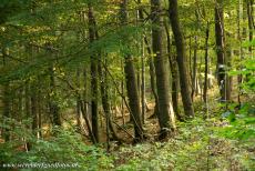 Voorhistorische beukenbossen van Europa - Een deel van de oerbeukenbossen van Duitsland liggen in Nationaal Park Kellerwald-Edersee. In de beukenbossen staan enkele van de...