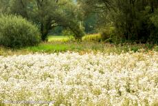 Voorhistorische beukenbossen van Europa - Voorhistorische beukenbossen van de Karpaten en in andere regio's van Europa: Het Nationaal Park Kellerwald-Edersee beslaat een...