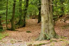 Ancient Beech Forests of Europe - The primeval beech forests of the Carpathians and other regions in Europe are the remains of a large forest, that once covered a great part of...
