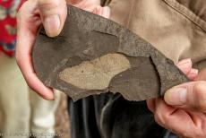 Fossielengebied de Groeve Messel - Fossielenvindplaats Groeve Messel: De afdruk van een boomblad op een stukje oliehoudende schalie. Ruim 40.000 fossielen werden tot op heden...