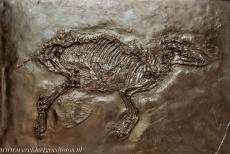 Messel Pit Fossil Site - The&nbsp;copy&nbsp;of a fossil; the original fossil was found&nbsp;at&nbsp;the Messel Pit Fossil Site in Germany. The fossil&nbsp;shows a...