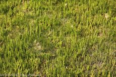 Deense deel van de Waddenzee - Waddenzee: Op de kwelders van de Waddenzee groeien talloze zoutminnende plantensoorten. De zeekraal (Salicornia) is een...