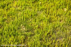 Deense deel van de Waddenzee - Waddenzee: Op de kwelders van de Waddenzee groeien talloze zoutminnende plantensoorten. De zeekraal (Salicornia) is een...