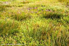 Danish part of the Wadden Sea - The Wadden Sea is the largest unbroken system of intertidal sands and mud flats in the world. The vast salt marshes of the Wadden...