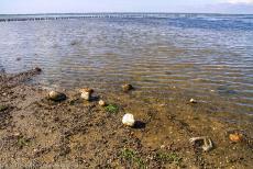 Deense deel van de Waddenzee - De Waddenzee is een rijke voedselbron voor vogels. Bij laagtij vallen zandplaten droog. Vogels kunnen zich dan voeden met slakken, wormen,...