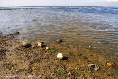 Deense deel van de Waddenzee - De Waddenzee is een rijke voedselbron voor vogels. Bij laagtij vallen zandplaten droog. Vogels kunnen zich dan voeden met slakken, wormen,...