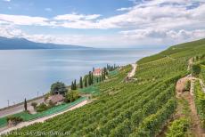 Wijngaardterrassen van de Lavaux - Wijngaardterrassen van Lavaux: De wijngaarden rond het kleine wijndorp Saint Saphorin. Het is mogelijk om een ​​wandeling te maken...