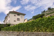Wijngaardterrassen van de Lavaux - Wijngaardterrassen van Lavaux: Domaine du Burignon, een van de historische wijndomeinen in het hart van de Lavaux. In de 11de eeuw...