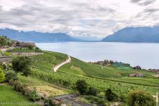 Wijngaardterrassen van de Lavaux - Wijngaardterrassen van Lavaux: Er is bewijs dat tijdens de Romeinse tijd in de Lavaux al druiven werden geteeld, maar de huidige...