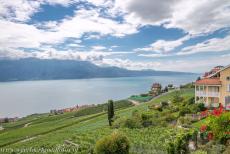 Wijngaardterrassen van de Lavaux - Wijngaardterrassen van Lavaux: De Lavaux regio wordt ook wel het 'Land van de drie zonnen' genoemd, het directe zonlicht, de stralen van...