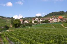 Wijngaardterrassen van de Lavaux - Wijngaardterrassen van de Lavaux: Het wijndorpje Cully. Een van de Grand Cru's van de Lavaux is de Calamin. Calaminwijnen worden...