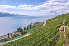 Wijngaardterrassen van de Lavaux - Wijngaardterrassen van Lavaux: De wijngaarden rond het kleine wijndorp Saint-Saphorin. In 1893 werden de overblijfselen van prehistorische... Wijngaardterrassen van de Lavaux - Wijngaardterrassen van Lavaux: De wijngaarden rond het kleine wijndorp Saint-Saphorin. In 1893 werden de overblijfselen van prehistorische...