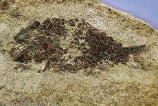 Monte San Giorgio - Monte San Giorgio: The fossil of a Bobasatrania is on display at the Fossil Museum in Meride. This fossil was found in 1958 during...