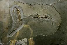 Monte San Giorgio - Monte San Giorgio: The fossil Neusticosaurus peyeri was discovered in 2003 at the excavation site Acqua del Ghiffo on the Monte San Giorgio....
