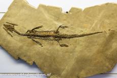 Monte San Giorigo - Monte San Giorigo: Een fossiel van de Serpianosaurus mirigiolensis, een uitgestorven geslacht van in of bij het water levende...