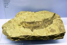 Monte San Giorigo - Monte San Giorgio: Een fossiel van een Ptycholepsis priscus, een primitieve straalvinnige vis. Het fossiel werd gevonden in de...