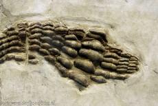 Monte San Giorigo - Monte San Giorgio: Een fossiel van de Acrodus georgii, het fossiel werd gevonden in de Besano formatie van Lombardije...