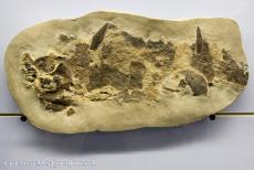 Monte San Giorgio - Monte San Giorgio: A fossil of the teeth of the Acrodus georgii, the fossiel was found in Besano in Italy. Thousands of fossils were...