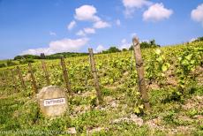 Champagnestreek, heuvels, wijnhuizen en kelders - Heuvels, wijnhuizen en kelders van de Champagne wijnstreek: &nbsp; Een stenen markering in een van de wijngaarden&nbsp;bij het dorp Hautvillers....