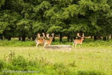 Parforce jachtlandschap in Noord-Seeland - Het parforce jachtlandschap in Noord-Seeland: Herten bij het Dousbad Vildthus in Jægersborg Dyrehave. In de afgelopen drie...