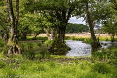 The par force hunting landscape in North Zealand - The par force hunting landscape in North Zealand: The Stille Vand is a small and peaceful lake in Jægersborg Dyrehave...