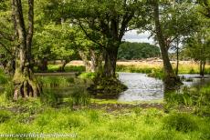 Parforce jachtlandschap in Noord-Seeland - Het parforce jachtlandschap in Noord-Seeland: De Stille Vand is een rustige vijver in Jægersborg Dyrehave / Jægersborg...