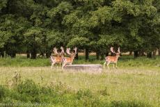 The par force hunting landscape in North Zealand - The par force hunting landscape in North Zealand: A number of fallow deer near the Dousbad Vildthus in the deer park Jægersborg Dyrehave.... The par force hunting landscape in North Zealand - The par force hunting landscape in North Zealand: A number of fallow deer near the Dousbad Vildthus in the deer park Jægersborg Dyrehave....