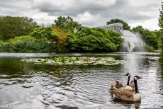 Royal Botanic Gardens, Kew - Royal Botanic Gardens, Kew: Canada geese with their goslings swimming in a pond. Behind the pond lies one of the Victorian glasshouses of...