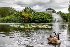 Koninklijke Botanische Tuinen, Kew - Koninklijke Botanische Tuinen, Kew: Canadese ganzen met hun jongen zwemmen in een vijver. Achter de vijver staat een van de Victoriaanse...