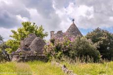 Trulli van Alberobello - Trulli van Alberobello: Enkele idyllisch gelegen trulli in een boomgaard bij Alberobello. De trulli werden gebouwd van stenen uit de... Trulli van Alberobello - Trulli van Alberobello: Enkele idyllisch gelegen trulli in een boomgaard bij Alberobello. De trulli werden gebouwd van stenen uit de...