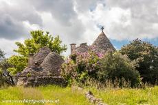 Trulli van Alberobello - Trulli van Alberobello: Enkele idyllisch gelegen trulli in een boomgaard bij Alberobello. De trulli werden gebouwd van stenen uit de...