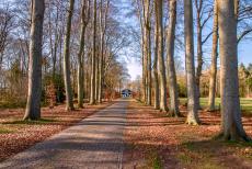 Koloniën van Weldadigheid - Koloniën van Weldadigheid: De karakteristieke Beukenlaan van Huis Westerbeek. In de 19de eeuw droeg de beukenlaan bij aan de statige...