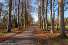 Koloniën van Weldadigheid - Koloniën van Weldadigheid: De Beukenlaan van Huis Westerbeek.
