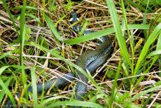 Oerbos van Białowieża - Białowieża Nationaal Park in Polen: Je ziet regelmatig slangen tijdens een tocht door het oerbos van Białowieża. In het oerbos... Oerbos van Białowieża - Białowieża Nationaal Park in Polen: Je ziet regelmatig slangen tijdens een tocht door het oerbos van Białowieża. In het oerbos...