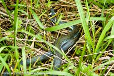 Białowieża Forest - Białowieża National Park in Poland: A snake nearby a footpath. The Białowieża Forest is home to seven reptiles species, thirteen...