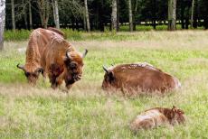 Oerbos van Białowieża - Białowieża Nationaal Park: De wisent is het symbool van Białowieża Nationaal Park. De laatste wilde wisent werd in 1919 in Polen gedood door... Oerbos van Białowieża - Białowieża Nationaal Park: De wisent is het symbool van Białowieża Nationaal Park. De laatste wilde wisent werd in 1919 in Polen gedood door...