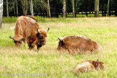 Białowieża Forest - Białowieża National Park: European bison or wisent in the Białowieża Bison Refuge, the wisent is the symbol of Białowieża National Park....