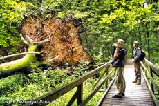 Białowieża Forest - Białowieża National Park: A walk with a licensed guide, a visit to the primeval forest starts at the Białowieża National Park Visitor...