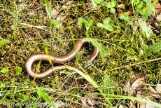 Białowieża Forest - A blindworm nearby a footpath in Białowieża Forest. A blindworm is also named a slow worm. A slow worm is a legless lizard native to...