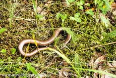 Oerbos van Białowieża - Belovezhskaya Pushcha / het oerbos van Białowieża: Een hazelworm ligt te zonnen naast een pad in het oerbos van Białowieża. Een hazelworm...