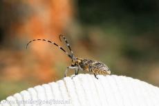 Białowieża Forest - Belovezhskaya Pushcha / Białowieża Forest: The longicorn beetle has extremely long antennae. The longicorn beetle usually lives on dead...