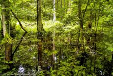 Oerbos van Białowieża - Deze waterpoeltjes in het oerbos van Białowieża werden afgedamd door bevers. Bevers zijn de grootste knaagdieren van Europa, ze werden... Oerbos van Białowieża - Deze waterpoeltjes in het oerbos van Białowieża werden afgedamd door bevers. Bevers zijn de grootste knaagdieren van Europa, ze werden...