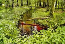 Oerbos van Białowieża - Een beek stroomt door het bos van Białowieża. Grote delen van het bos zijn moerassig. Bomen zijn bedekt met een laag mos, erop groeien... Oerbos van Białowieża - Een beek stroomt door het bos van Białowieża. Grote delen van het bos zijn moerassig. Bomen zijn bedekt met een laag mos, erop groeien...