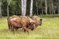 Oerbos van Białowieża - Enkele wisenten in het reservaat van Białowieża Nationaal Park. De wisent is het symbool van Białowieża Nationaal Park. De laatste wilde... Oerbos van Białowieża - Enkele wisenten in het reservaat van Białowieża Nationaal Park. De wisent is het symbool van Białowieża Nationaal Park. De laatste wilde...