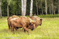 Oerbos van Białowieża - Enkele wisenten in het reservaat van Białowieża Nationaal Park. De wisent is het symbool van Białowieża Nationaal Park. De laatste wilde...