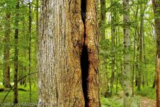 Oerbos van Białowieża - Het oerbos van Białowieża: Een door de vorst kapot gevroren boom. Een oerbos wordt niet of nauwelijks beïnvloed door menselijk ingrijpen,... Oerbos van Białowieża - Het oerbos van Białowieża: Een door de vorst kapot gevroren boom. Een oerbos wordt niet of nauwelijks beïnvloed door menselijk ingrijpen,...