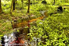 Białowieża Forest - Białowieża Forest is located in northeastern Poland on the border between Belarus and Poland. During the German occupation of...