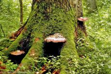 Oerbos van Białowieża - Het oerbos van Białowieża: Een met mos en roodgerande houtzwammen begroeide boom. Op de bosbodem en bomen groeien duizenden... Oerbos van Białowieża - Het oerbos van Białowieża: Een met mos en roodgerande houtzwammen begroeide boom. Op de bosbodem en bomen groeien duizenden...