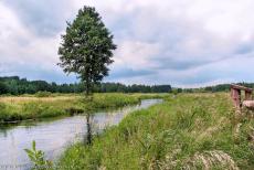Oerbos van Białowieża - Donkere wolken boven de wetlands van Białowieża Nationaal Park in Polen. In het oerbos van Białowieża leven zeldzame... Oerbos van Białowieża - Donkere wolken boven de wetlands van Białowieża Nationaal Park in Polen. In het oerbos van Białowieża leven zeldzame...
